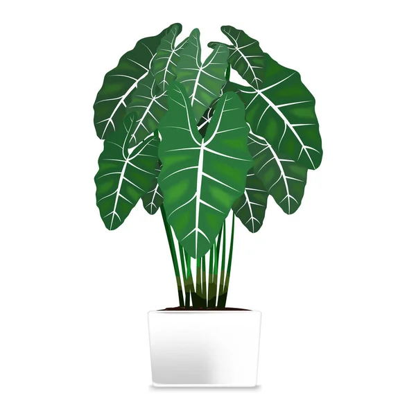 Planta manchada en una olla blanca. Elemento de la decoración del hogar. El símbolo del crecimiento y la ecología . — Vector de stock