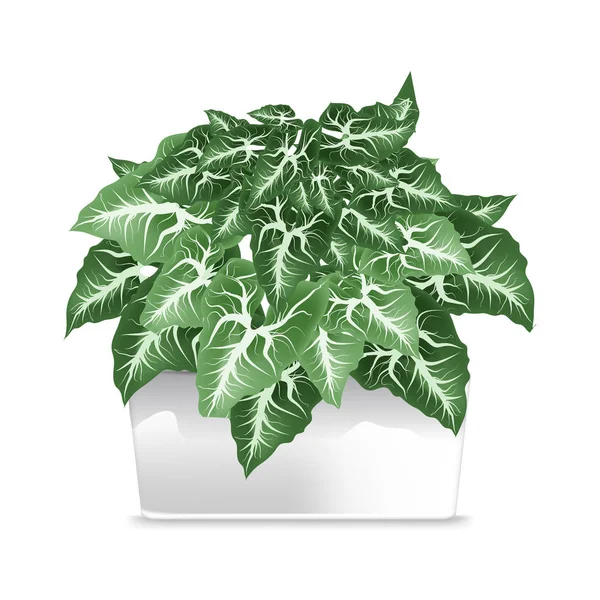 Planta manchada em uma panela branca. Elemento de decoração de casa. O símbolo do crescimento e da ecologia . — Vetor de Stock
