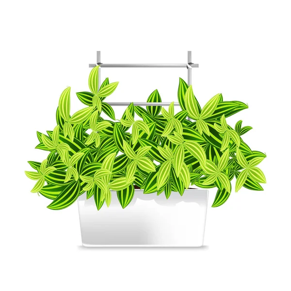 Planta manchada en una olla blanca. Elemento de la decoración del hogar. El símbolo del crecimiento y la ecología . — Vector de stock