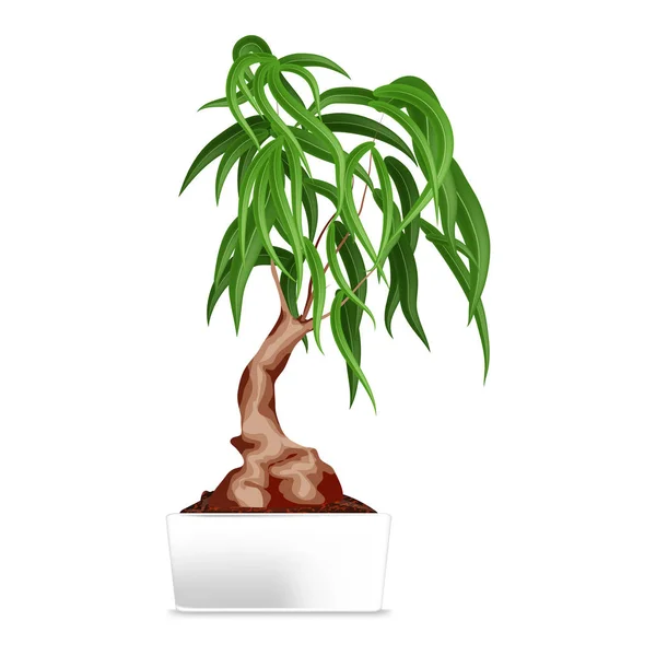 Bonsai in vaso bianco — Vettoriale Stock