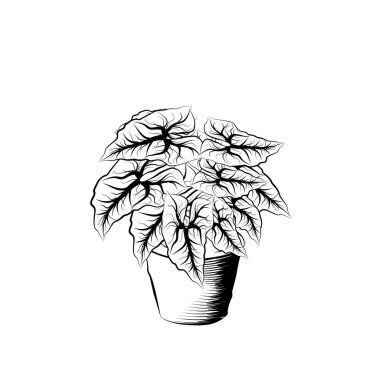 El bitki toprak kap içinde çekilmiş. Siyah ve beyaz eskiz. Ev dekorasyonu unsuru. Büyüme ve ekoloji sembolü.
