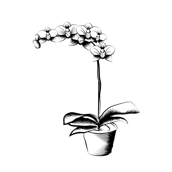 Orchidée dessinée à la main dans un pot d'argile. Croquis noir et blanc. Élément de décor à la maison. Le symbole de la croissance et de l'écologie . — Image vectorielle