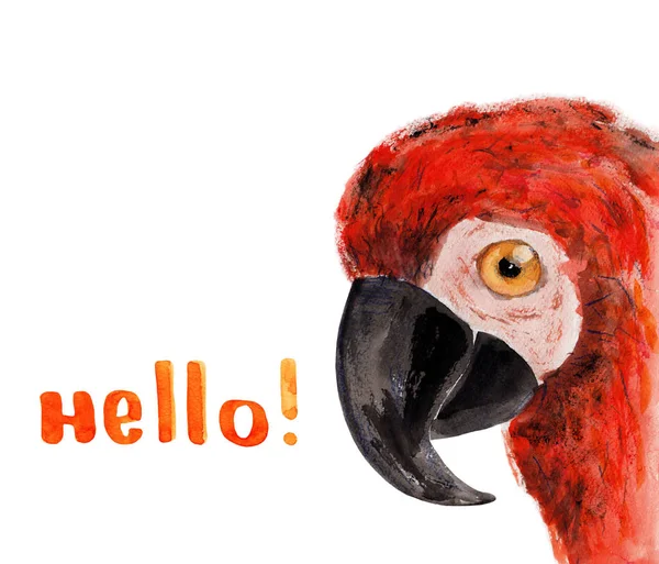Sevimli çizilmiş papağan — Stok fotoğraf