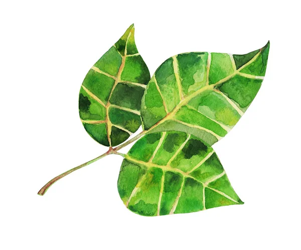 Hand-drawn green leaves — Stock Photo, Image