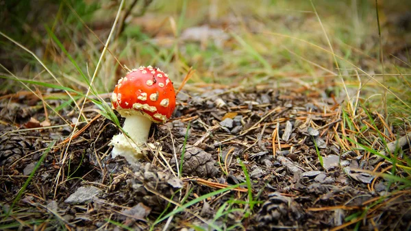 Red poisonous mushroom in autumn forest