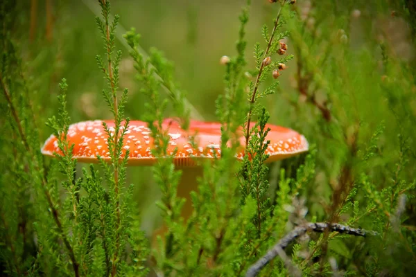 가 숲에서 헤더 중 빨간 독 버섯 스톡 사진