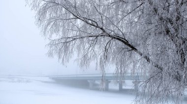 Ağaçlar frost ile kaplı. Sis içinde belgili tanımlık geçmiş Bridge'de.