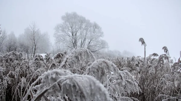 Eine gefrorene Pflanze mit Frost bedeckt — Stockfoto