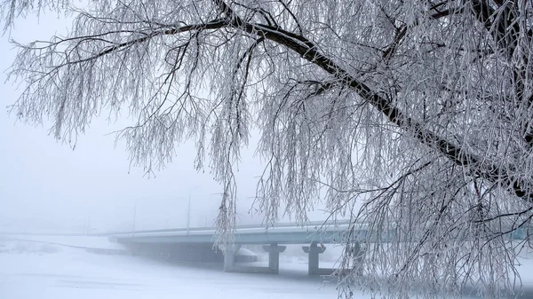 The trees covered with frost. The bridge in the fog in the background.