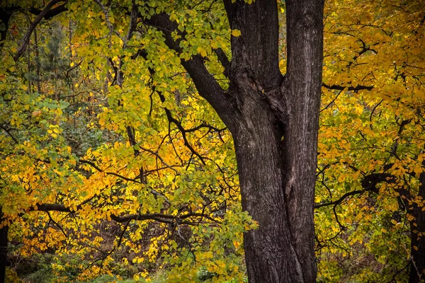 노란 잎이 달린 가을 나무 스톡 이미지