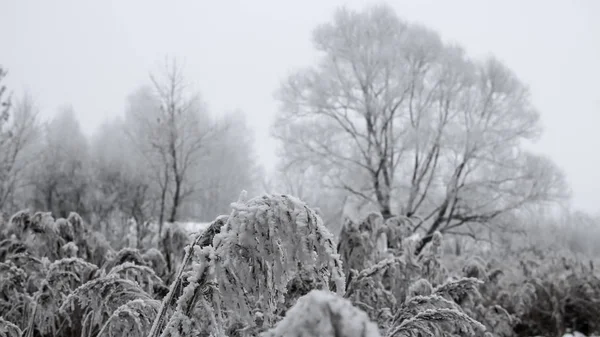 서리가 덮여 얼어붙은 식물 로열티 프리 스톡 이미지
