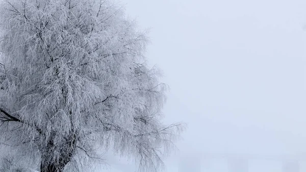 서리가 덮여 얼어붙은 나무 로열티 프리 스톡 사진