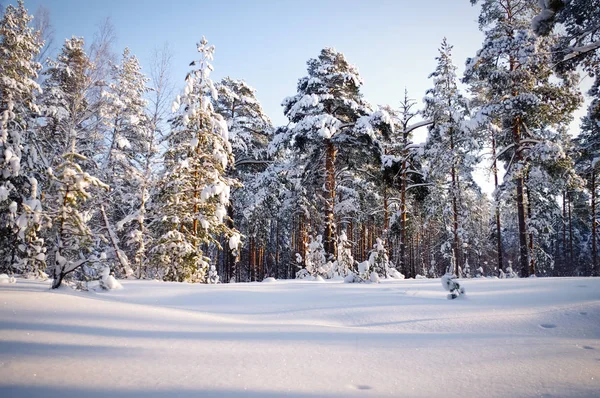 소나무 숲에서 겨울입니다. 눈에 소나무. 스톡 사진