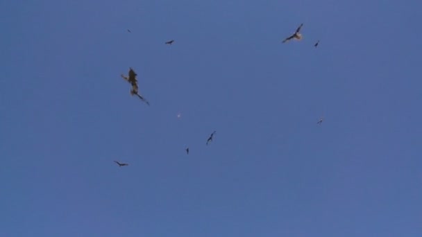 Flock of vultures catches prey on the fly — Stock Video