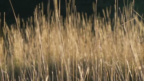 Napnyugtakor ragyogó sárga fű — Stock videók