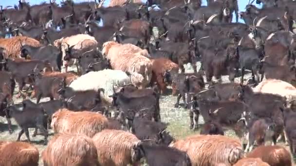 Fåren flocken betar på det gröna fältet — Stockvideo