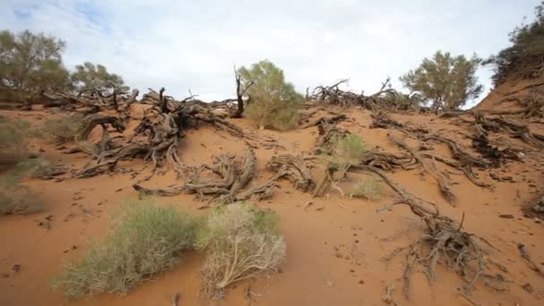 Panorama of the Mongolian landscape — Stock Video