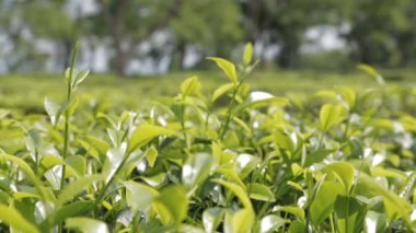 çay plantasyon yakın çekim