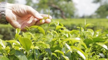 çay plantasyon yakın çekim