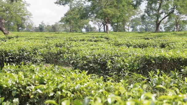 Perkebunan teh close-up — Stok Video