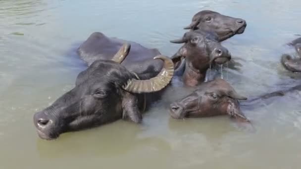 Los búfalos nadan en el río — Vídeo de stock