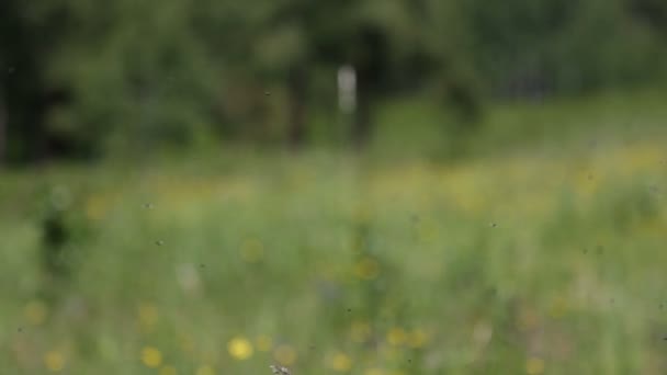 Les petites mouches des champs se déplacent de manière chaotique — Video