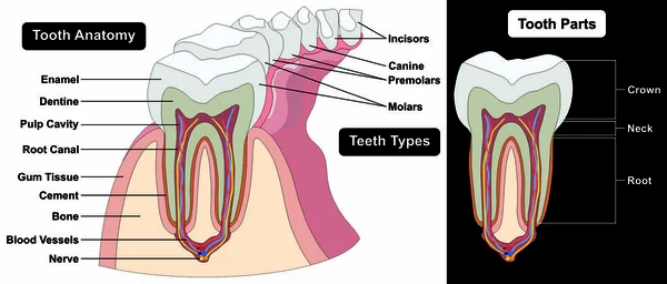 Tipos de dientes Anatomía y piezas — Foto de Stock