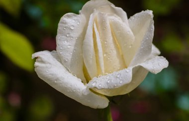 Bir bahçe bir yağmur sonra beyaz gül