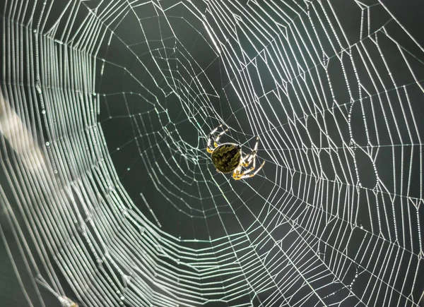 Σε ένα Τάιγκα, Ρωσία, Σιβηρία. Ένα web με μια αράχνη — Φωτογραφία Αρχείου