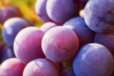 Boşluk karşı güneş ışığı ile asma üzüm kümede