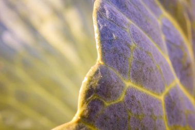 Ev sebze bahçesinde lahana yetişiyor.