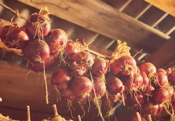 Retro warna selubung bawang merah. Konsep untuk simbol sayuran retro. close-up shot. Salin ruang . — Stok Foto