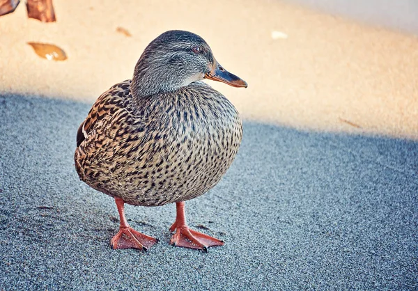 Duck Drake seco gota de areia plumagem. Foto Lake Garda Sirmione Itália — Fotografia de Stock