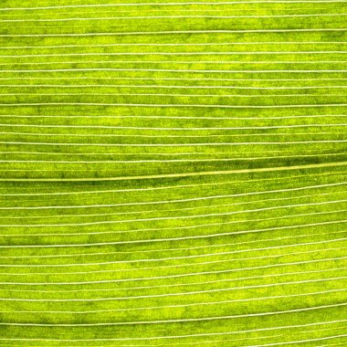 Doku yaprak arka plan makro yeşil ışık closeup üzüm yaprakları