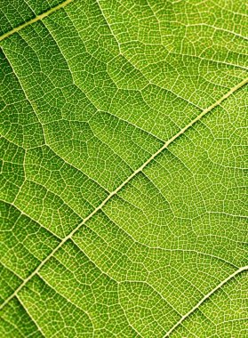 Doku yaprak arka plan makro yeşil ışık closeup üzüm yaprakları