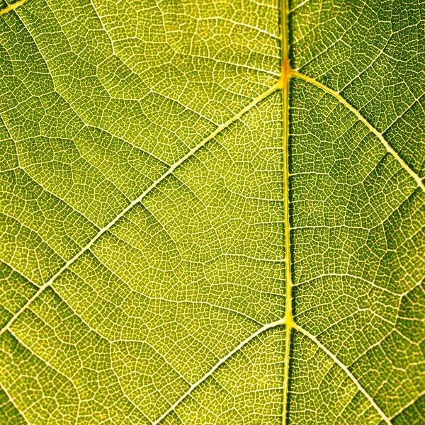 Trauben Blätter Textur Blatt Hintergrund Makro grünes Licht Nahaufnahme — Stockfoto