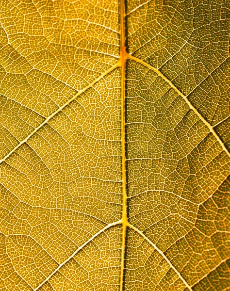 Trauben Blätter Textur Blatt Hintergrund Makro grünes Licht Nahaufnahme — Stockfoto