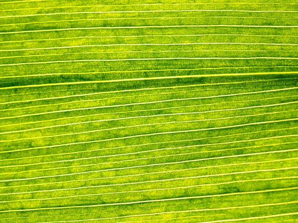 Leaves texture leaf background macro green light closeup — Stock Photo, Image