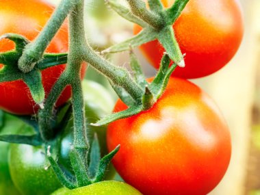 Cherry Ripe domates çiftlik lezzetli kırmızı domates almaya hazır