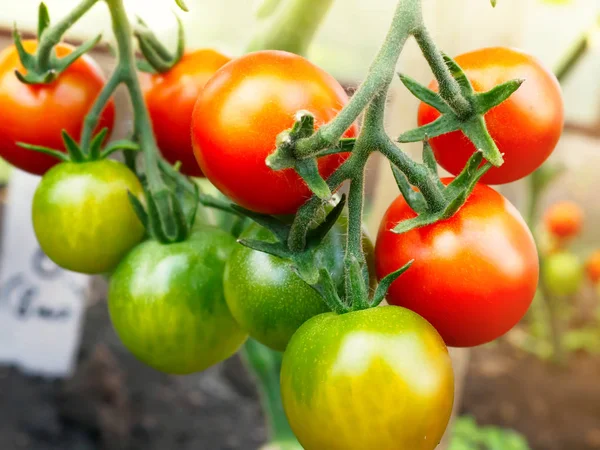 Cereja de tomate madura pronta para pegar, fazenda de saborosos tomates vermelhos — Fotografia de Stock