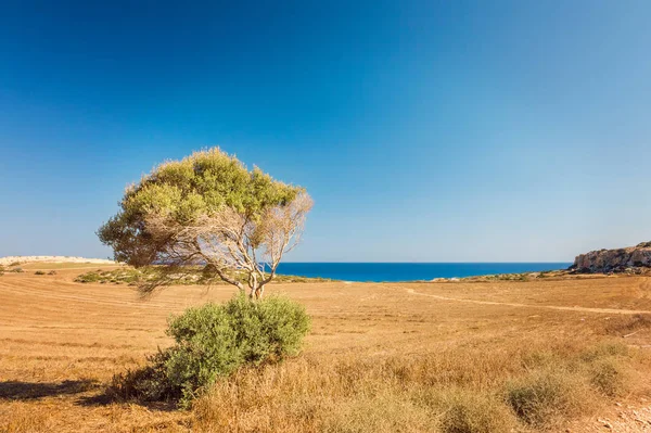 Chypre Ayia Napa, péninsule du Cap Greco, parc forestier national — Photo