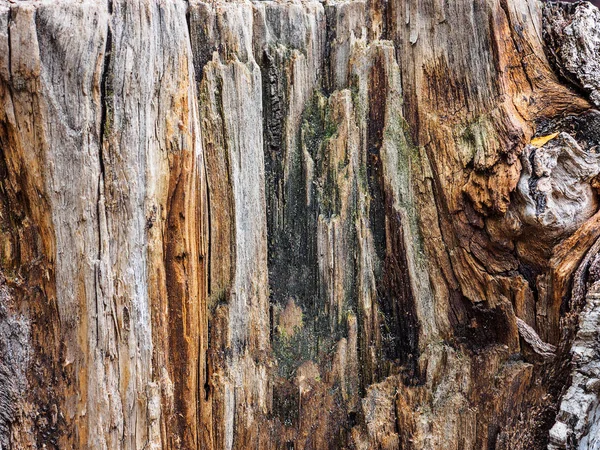 Doku eski ahşap ağaç, yıllık büyüme yüzük