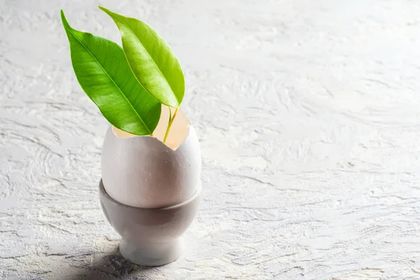 Sprout leaves green plant from eggshell Revival concept