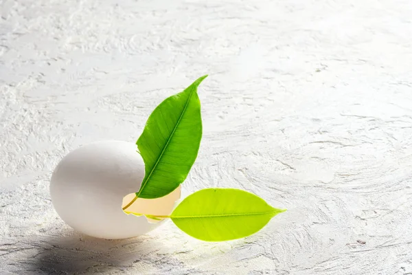 Sprout leaves green plant from eggshell Revival concept