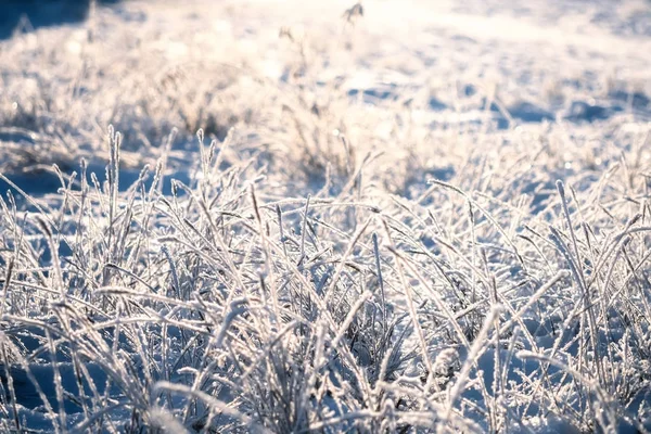 Ramas Congeladas Hierba Campo Escarcha Copos Nieve Invierno Nieve Close — Foto de Stock