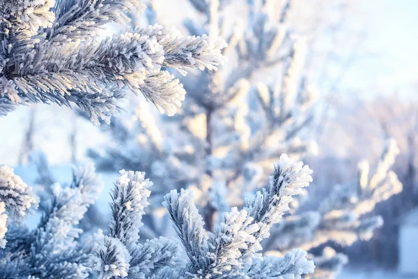 Gün batımında ağaçlar Ladin Çam çam dalları iğne hoarfrost ve kar tanesi kış frost kar kar ile kaplı