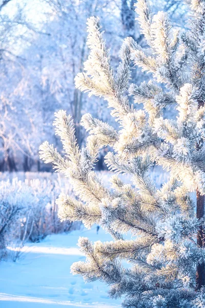Dalları çalılar kesildikten orman ve çam köknar ağacı dalı doğa parkı hoarfrost kış frost kar kar ile kaplı ağaçlar günbatımında