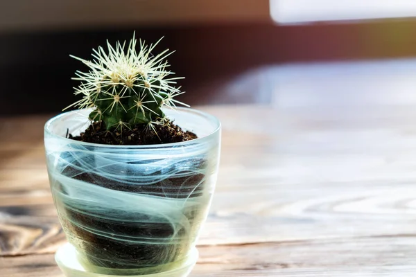 Green home cactus succulent in plant pot with soil covered