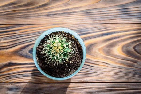 Green home cactus succulent in plant pot with soil covered