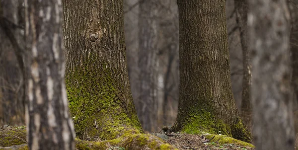 Träd skogen bakgrund — Stockfoto